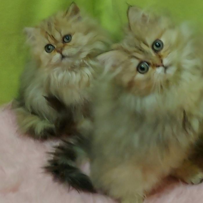 Шотландские пушистые котята