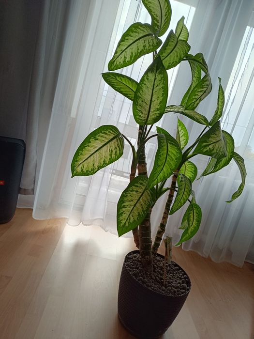 Difenbafia Kwiat doniczkowy duży dieffenbachia 145 cm