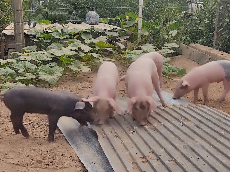 Leitões bisaro com peitran