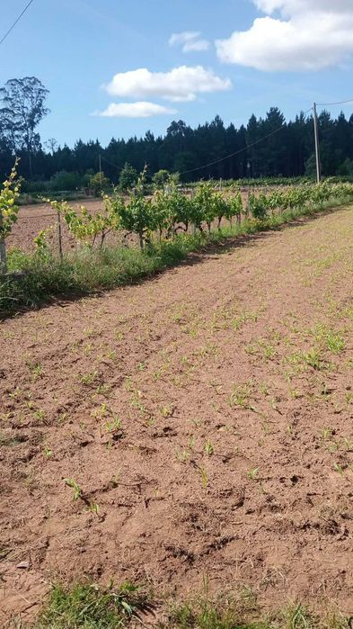 Terreno rustico rio covo agueda RAN 1800m2