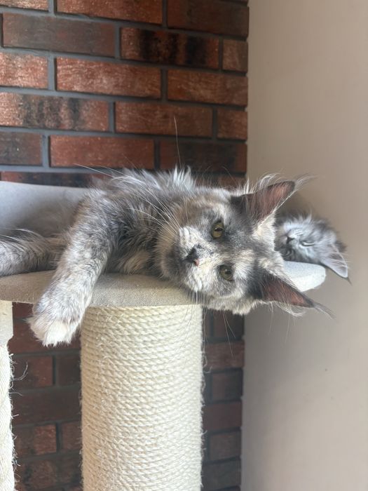 Kocurek Oreo Maine coon