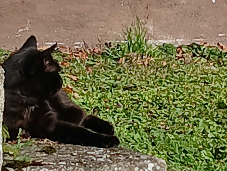 Czarny kotek szuka domku na całe życie!!!