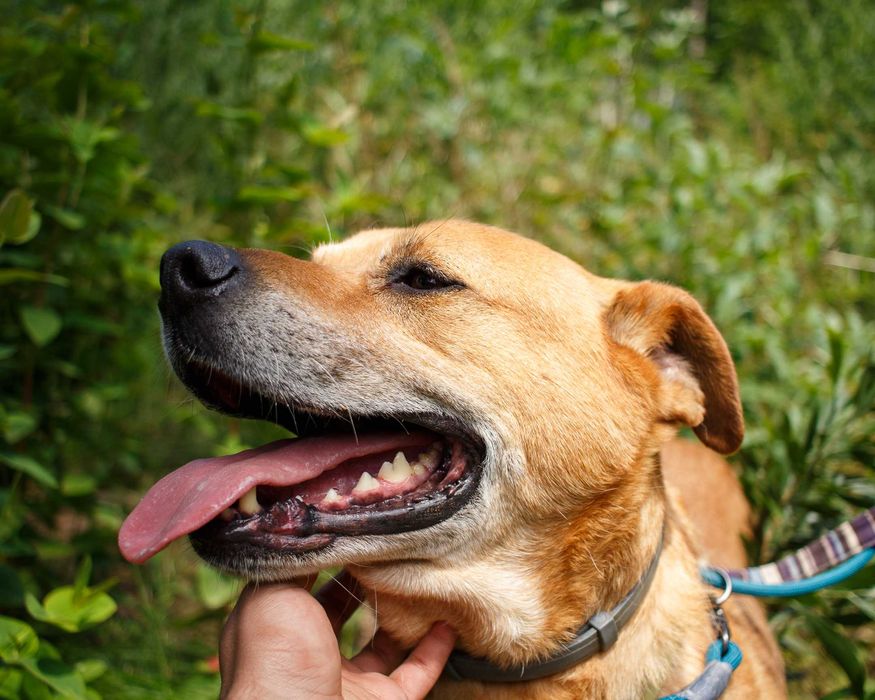 Para adoção, Miguel