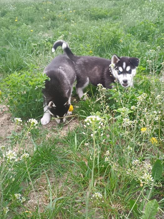 Piesek Siberian Husky