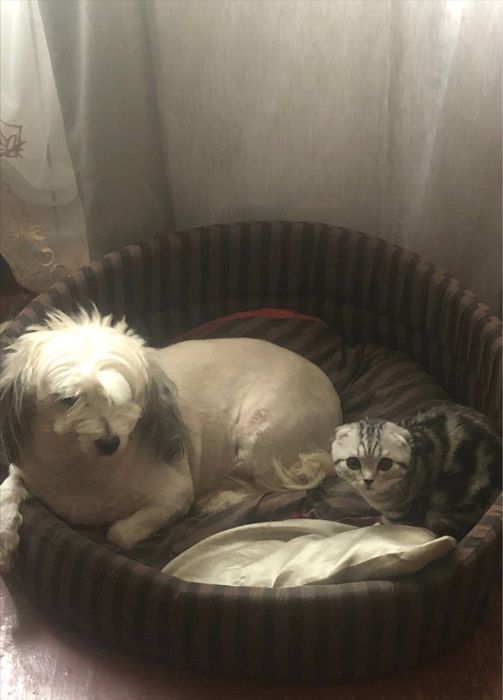 Отдам собаку в хорошие руки