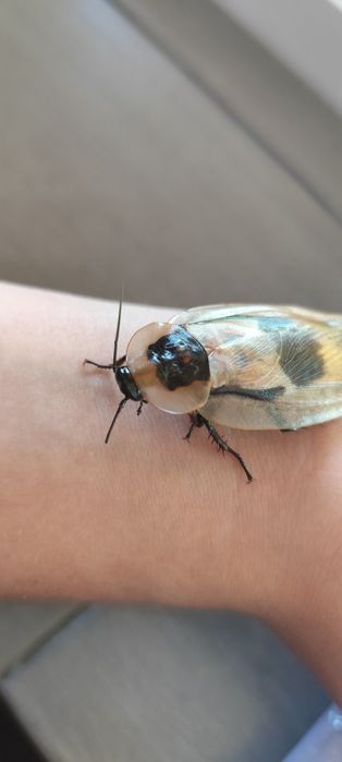 Домашній гігантський тарган, блаберус