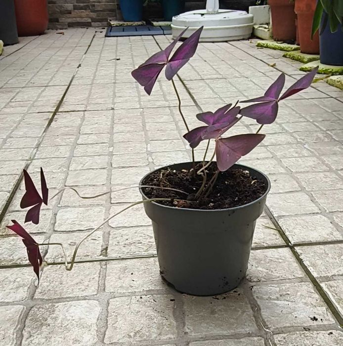 Planta trevo oxalis triangularis