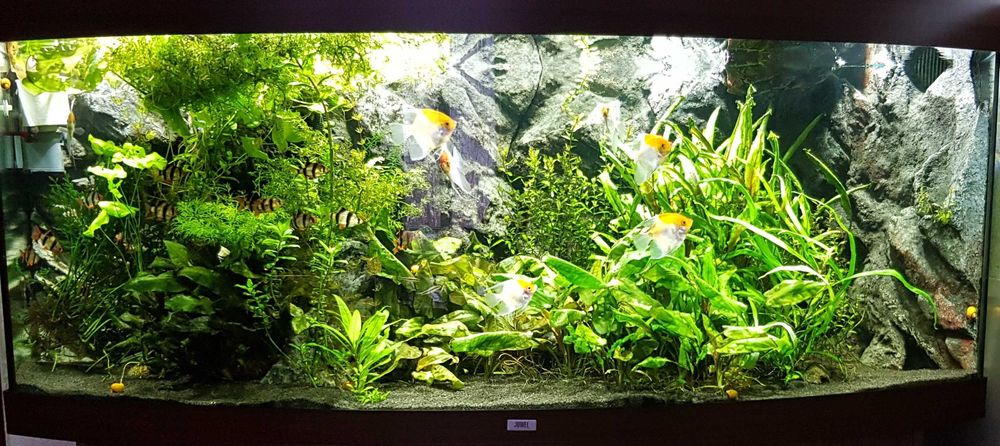 Большой аквариум JUWEL 450л с оборудованием и автоматизацией