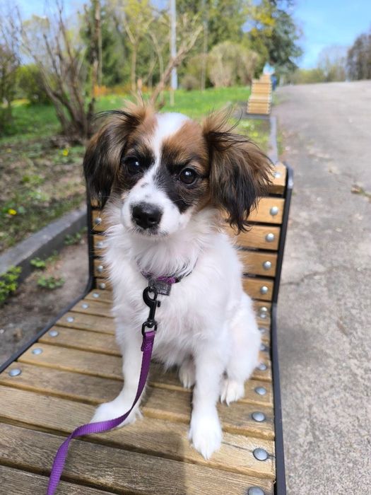 Спаніель  той іграшкова дівчинка