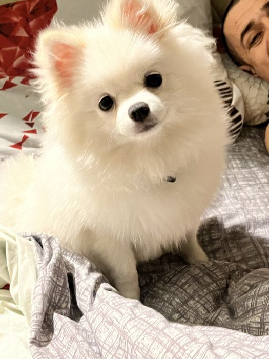 Померанский  шпиц мишки