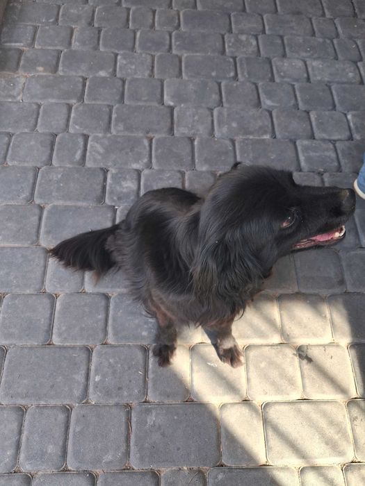 Oddam suczkę w stylu Spaniela za darmo