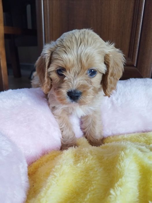 Cavapoo pieski.!