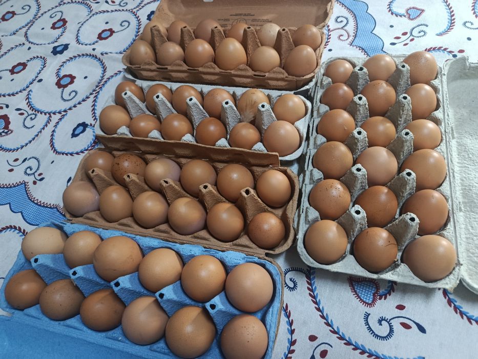Ovos caseiros de galinhas isa brown