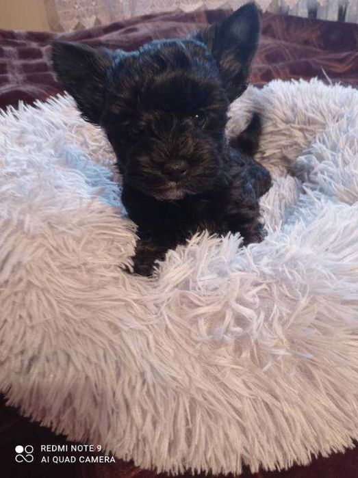 Yourkshriler Terrier