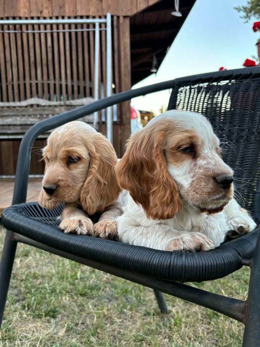 Cocker Spaniel   Angielski