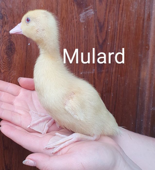 Kaczka mięsna Pekin i mulard