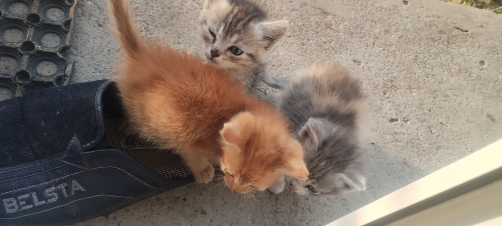 Котики в добрі руки