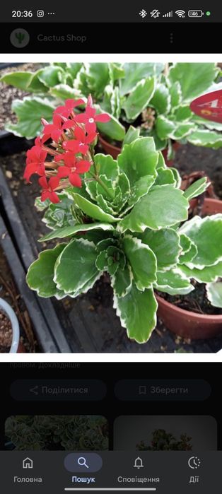 Каланхоє червоне