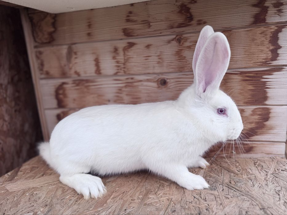 Kroliki Termondzkie,króliki Termondzkie  samce samiczki