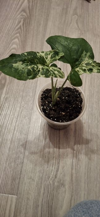 Продам кімнатні вазони