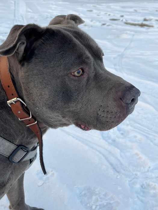 Uzi - piękny  amstaff szuka domu