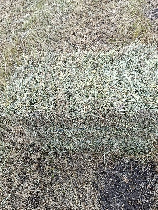 Сіно в тюках лугове
