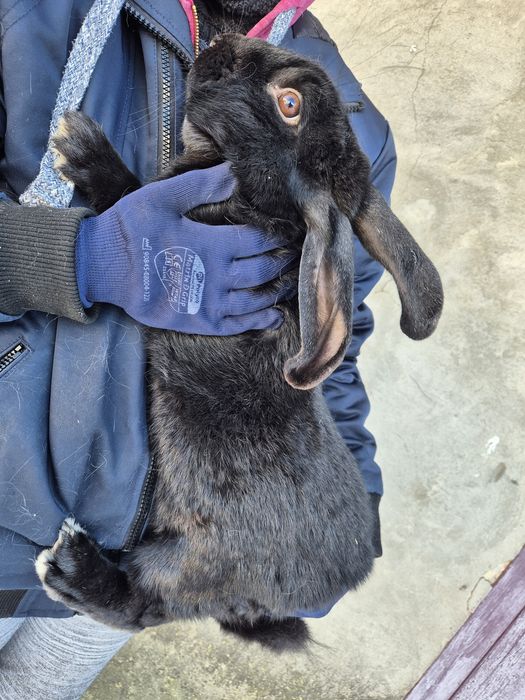 Продам кролі на плем'я