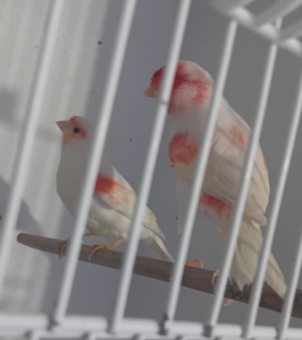 Casais de canários mosaicos vermelhos 2025