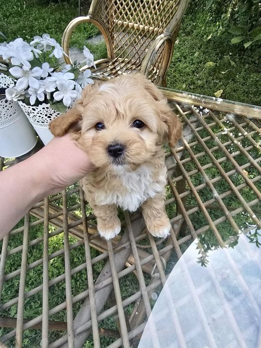 Охайні та розумні мальтипу