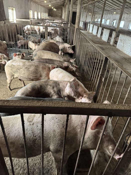 Продам свиней живой вес и закол