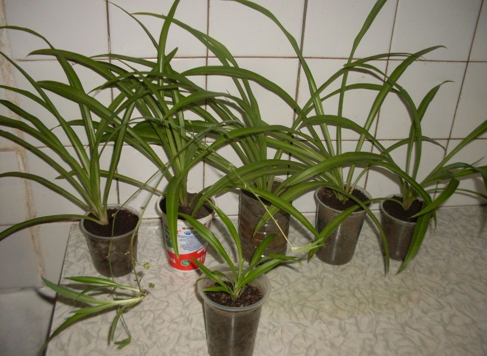 Хлорофитум хохлатый двухцветный зеленый