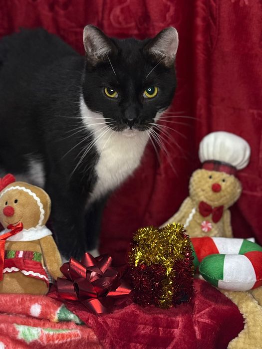 Batman do adopcji szuka domu