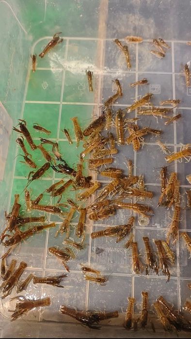 ВІДПРАВКА НОВОЮ ПОШТОЮ Мальок австралійського червоклешневого рака