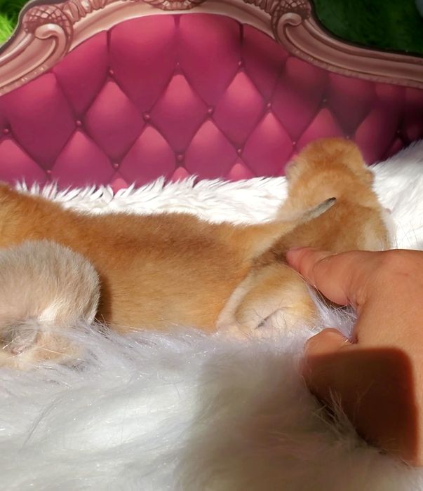 Ручные и мега ласковые котята. Котики золотая шиншилла.
