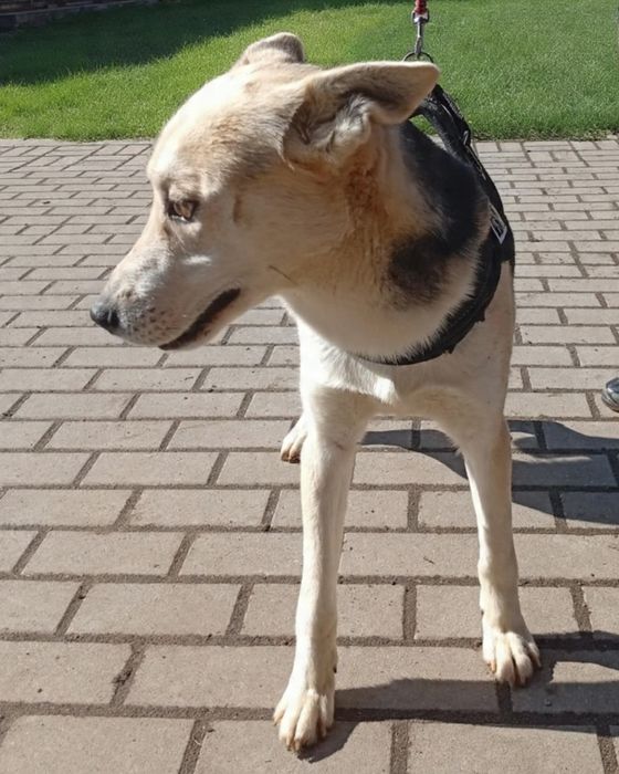 Kochany, młody i śliczny pies do adopcji