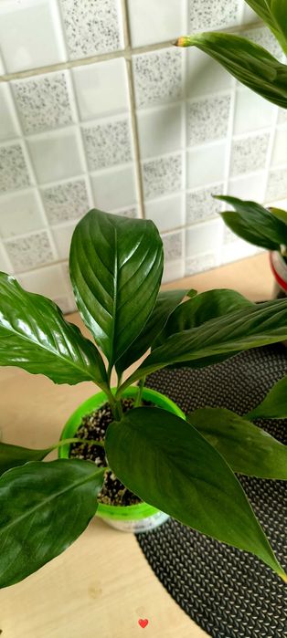 Skrzydłokwiat („kobiece szczęście”) – różne rozmiary