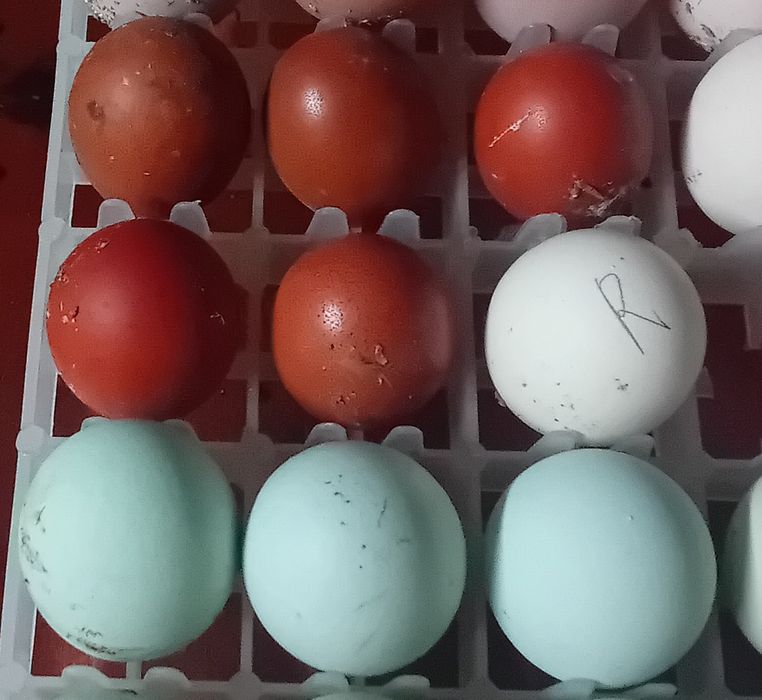 Marans czarny miedzianoszyja, jaja lęgowe