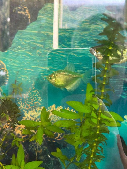 Рибки акваріумні