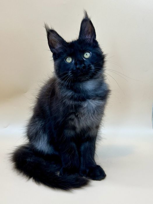 Мейн кун девченка полидакт