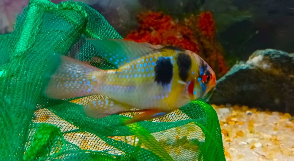 Mikrogeophagus Ramirezi German Blue Macho XL (Fotos Reais)