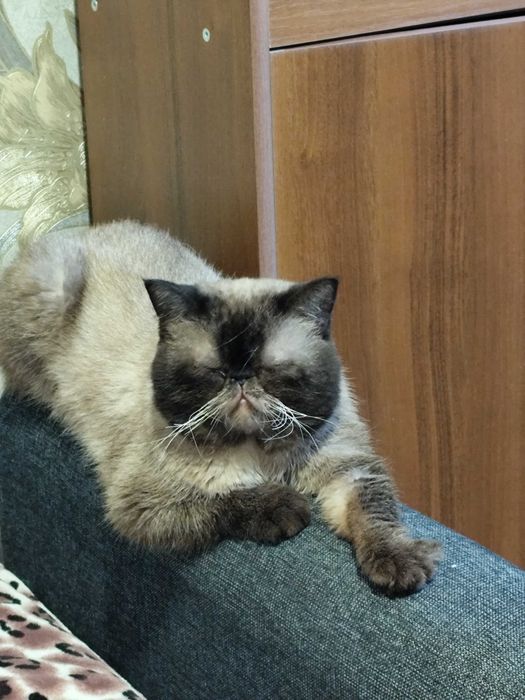 Продам кота-екзота