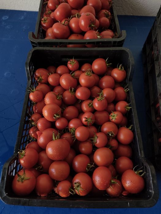 Tomate biológico
