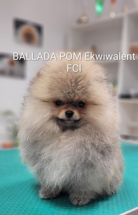 Pomeranian  Szpic miniaturowy  - suczka ZKwP/ FCI