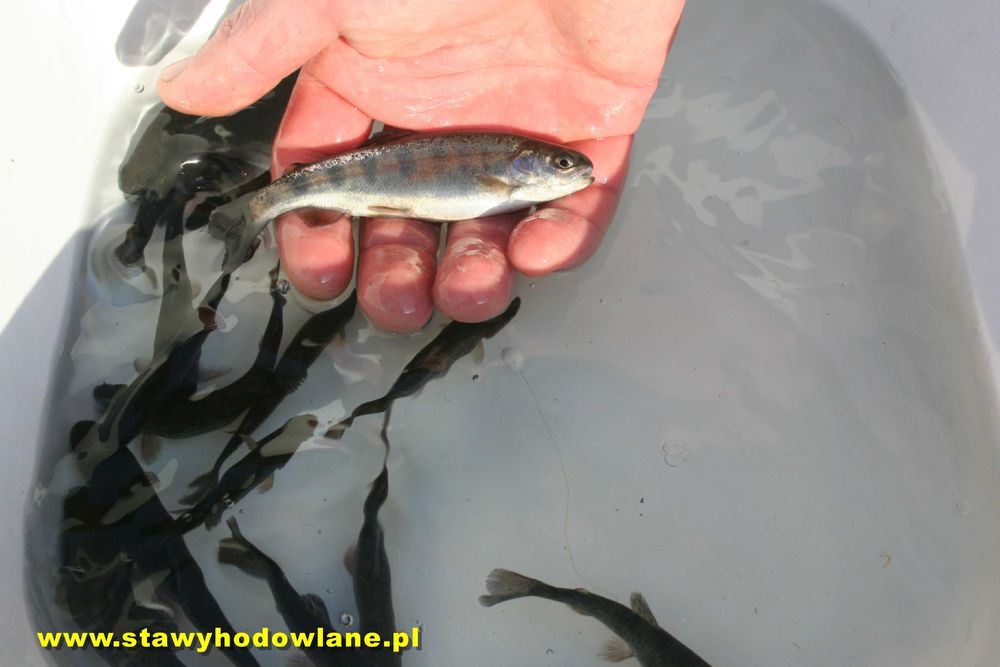 Tołpyga 10cm filtruje wodę.Ryby karp amur jesiotr węgorz pstrąg miętus