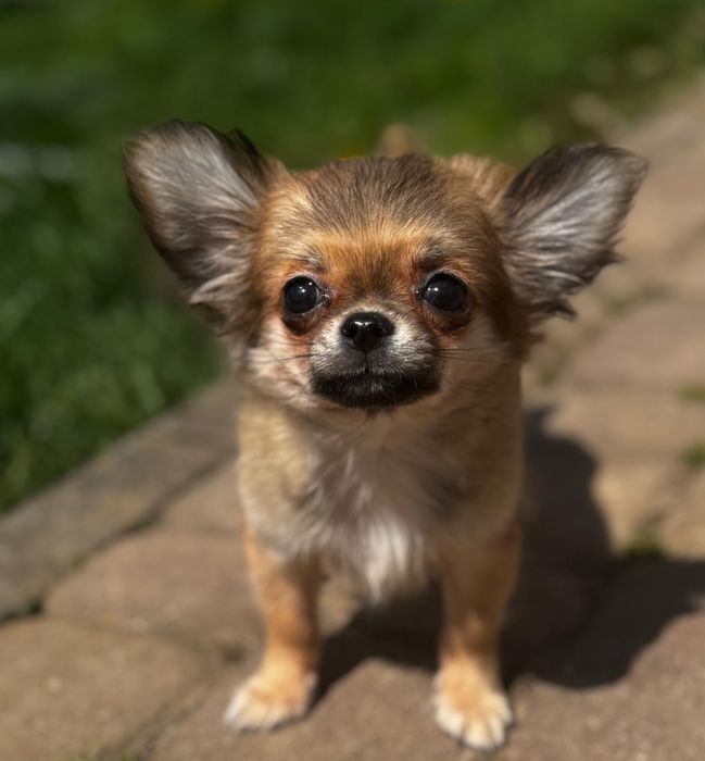 Chihuahua śliczny piesek