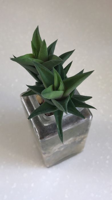 Кімнатні сукуленти