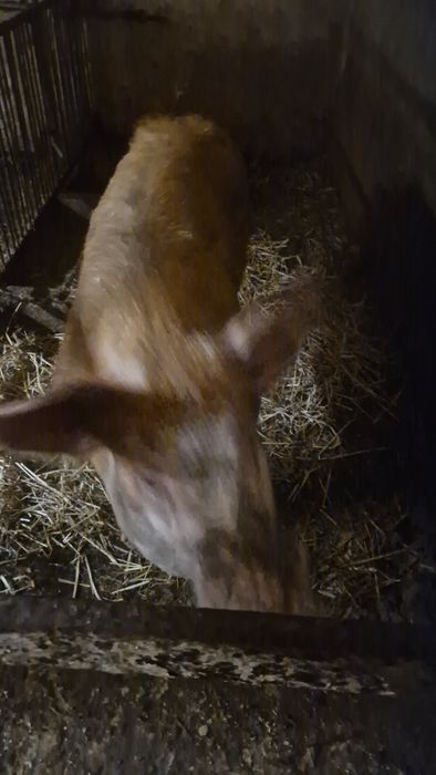 Tucznik knurek miesny