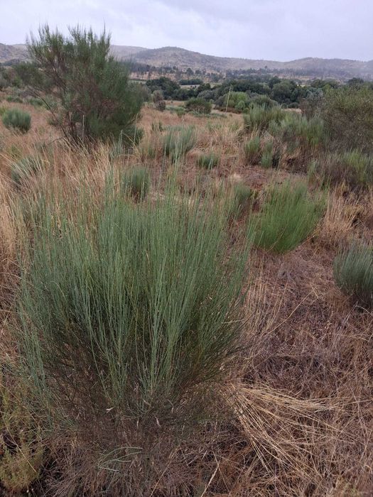 Terreno rustico com regadio do zêzêre para venda I Trigais