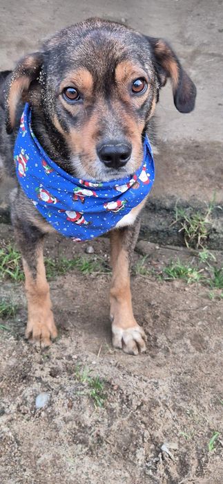 Piesek około 3 lata