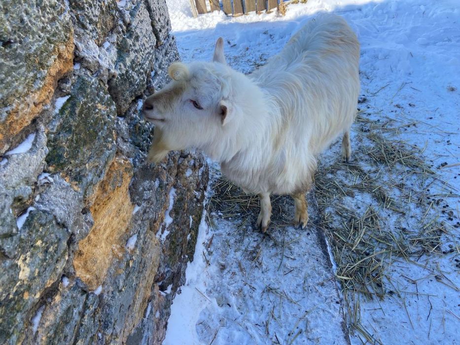 Продам козликов, срочно